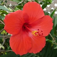 Platone Hibiscus Plant HIBISCUS PLANT K977-thumb1