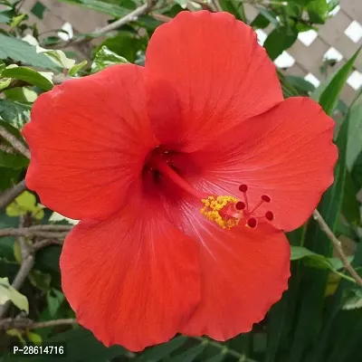 Platone Hibiscus Plant HIBISCUS PLANT K977-thumb2