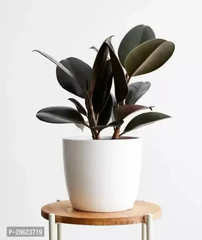 Platone Rubber Tree Rubber Plant R7-thumb0