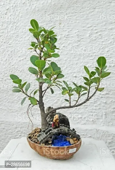 Platone Ficus Bonsai CHINESE BANYAN-SK11