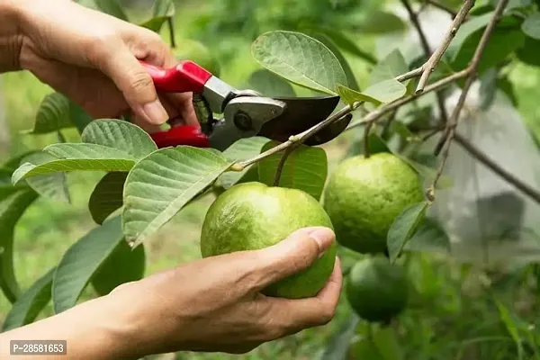 Platone Guava Plant GUAVA PLANT J55-thumb3