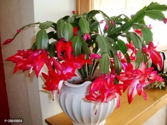 Platone Zygocactus Plant Live Zygo cactus Flower Plant for Indoor n Garden-thumb0