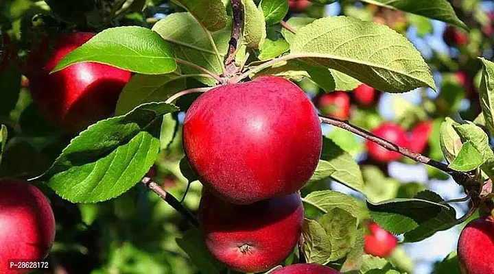 Platone Apple Plant Malus pumilaAPPLE PLANT