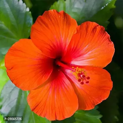 Platone Hibiscus Plant Orange single Tropical Hibiscus Plant-thumb2