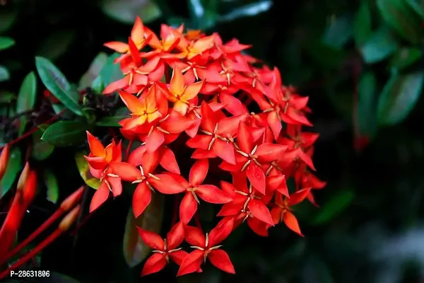 Platone Ixora Mini Red Flowering Plant IxoraRangan flower Plant A19