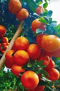 Platone Orange Plant Organic Bonsai Delicious Orange Plant-thumb2