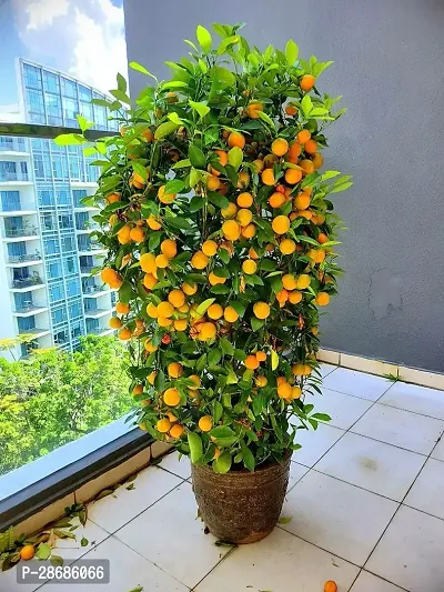 Platone Orange Plant Live Dwarf Darjeeling Orange Plant for Garden CF1002asd1