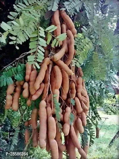 Platone Tamarind Plant Sweet Tamarind Live Plant.-thumb0