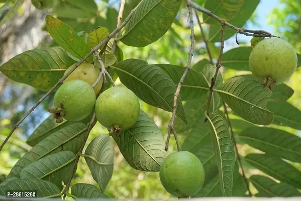 Platone Guava Plant GUAVA PLANT NNDDSSQ-thumb2