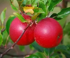 Platone Aloo BukharaPlum Plant Red Aloo bukhara fruit plant 01-thumb2