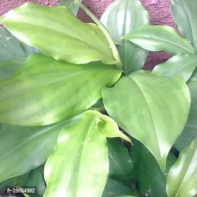 Platone Insulin Plant Insulin Plant Dibetic Costus Igneus Rare Specimen live plant-thumb0