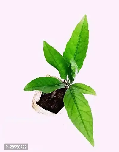 Platone Rudraksha Plant Rudraksha_Plant-thumb0