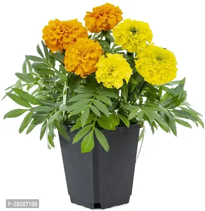 Platone Marigold Plant Marigold Flower plant with pot-thumb0