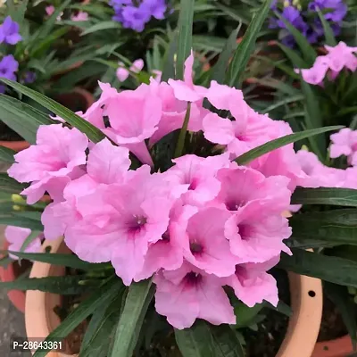 Platone ZZ Plant Ruellia simplex Plants-thumb0