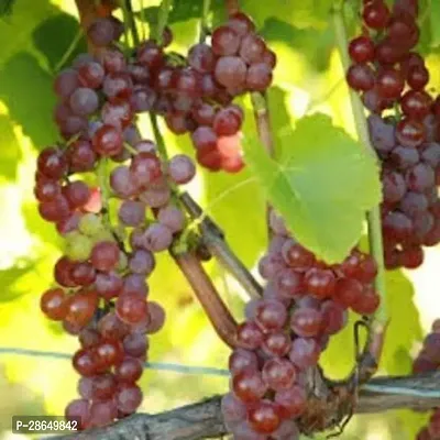 Platone Grapes Plant BLACK GRAPES PLANT WITH POT