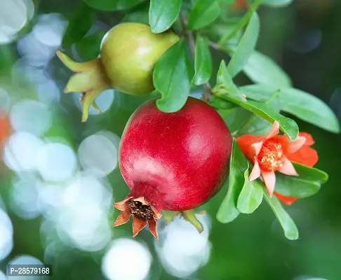 Platone Pomegranate Plant Pomegranate Fruit Plants ccc