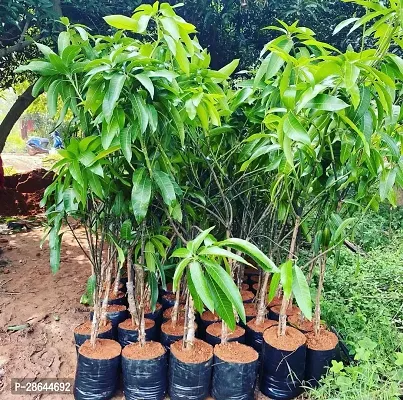 Platone Mango Plant Pf-Spl MangoPlant-thumb0