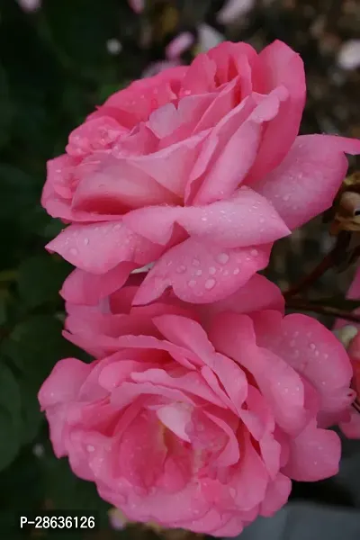 Platone Rose Plant ArtyClick Crimson rose plant