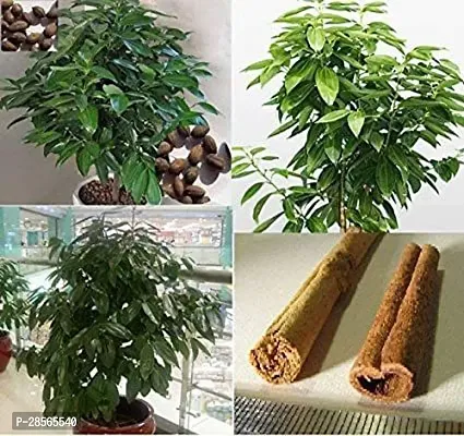 Platone Cinnamon Plant CINNAMON PLANT 02