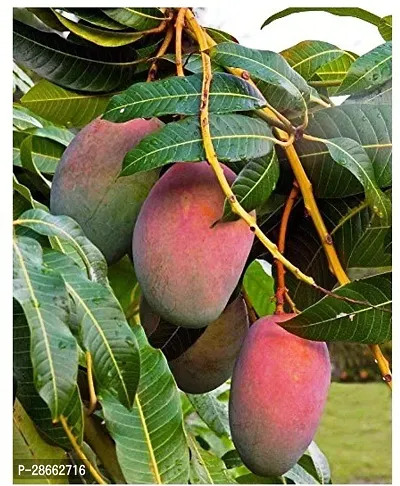 Platone Mango Plant Kaseri MangoAaam Fruit Plant-thumb0