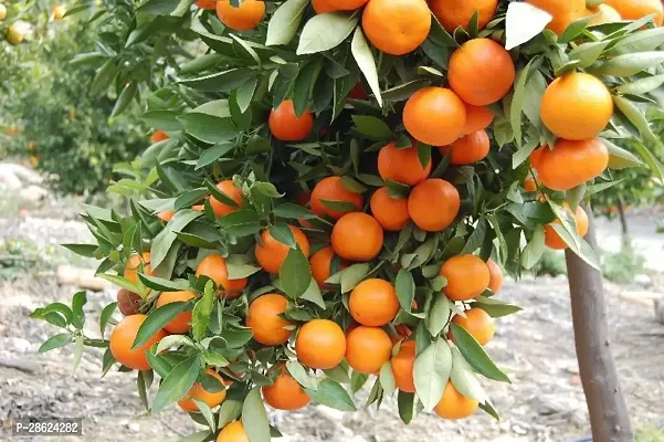 Platone Orange Plant orange plant 9941-thumb0