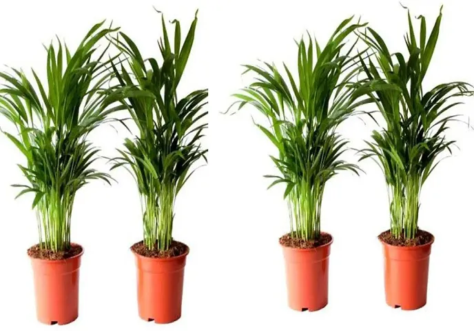 Limited Stock!! Plant & Planters 