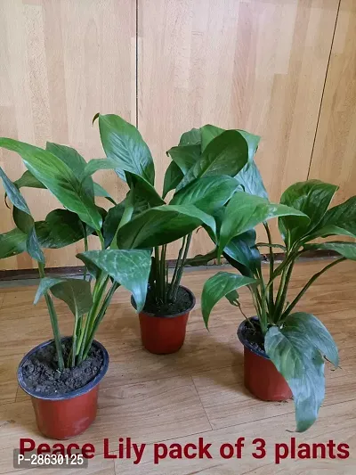 Platone Peace Lily Plant Peace Lily pack of 3