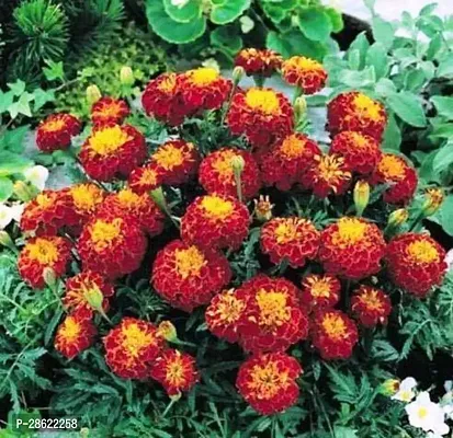 Platone Marigold Plant Saraswati Gardens Live Marigold Maroon Flower Plant 1 Healthy Live Plant With Plastic Bag-thumb0