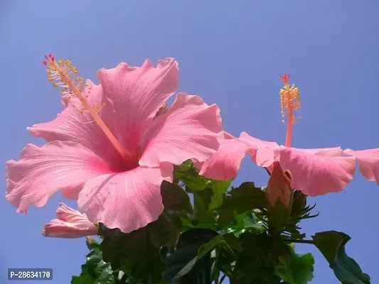 Platone Hibiscus Plant Pink hibiscus plant-1