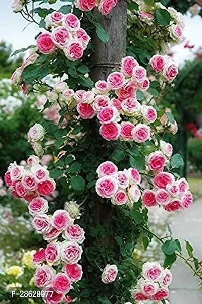 Platone Rose Plant 283