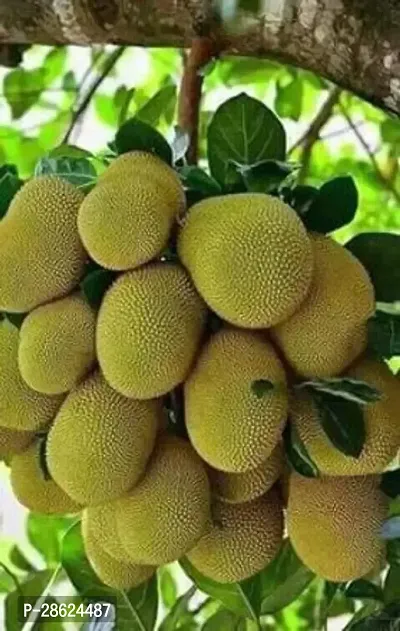 Platone Jack Fruit Plant Jack Fruit Hybrid Plant-thumb0