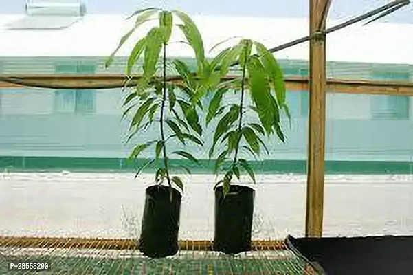 Platone Mango Plant MANGO PLANT 5