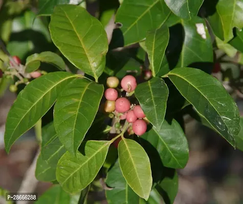 Platone Berry Plant berryplant 5023-thumb0