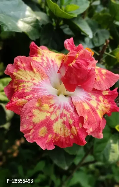 Platone Hibiscus Plant American verity hibiscusplant .(grafted with colour trakingplant)