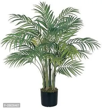 Platone Areca Palm Areca Palm Plant A37-thumb0