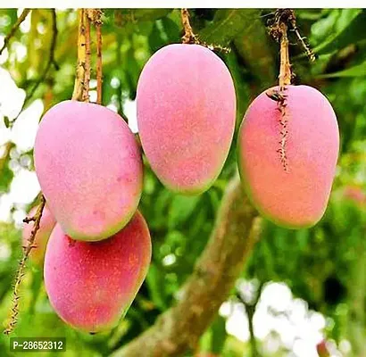 Platone Mango Plant Mango plant