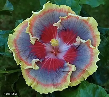 Platone Hibiscus Plant Hibiscus Plant-14