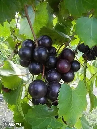 Platone Grapes Plant Black Grapes Plant-thumb0