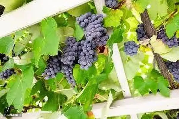 Platone Grape Plant GRAPES PLANT AAEE22