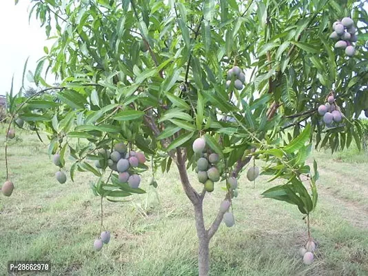 Platone Mango Plant Gardens Mango Plant Garden Bonsai Green Mango Live Plant