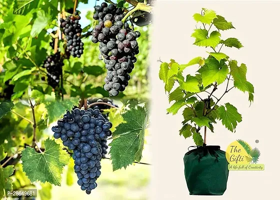 Platone Grape Plant GRAPES PLANT BBVVCC