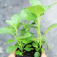 Platone AshwagandhaIndian Ginseng ashwagandha plant-thumb1