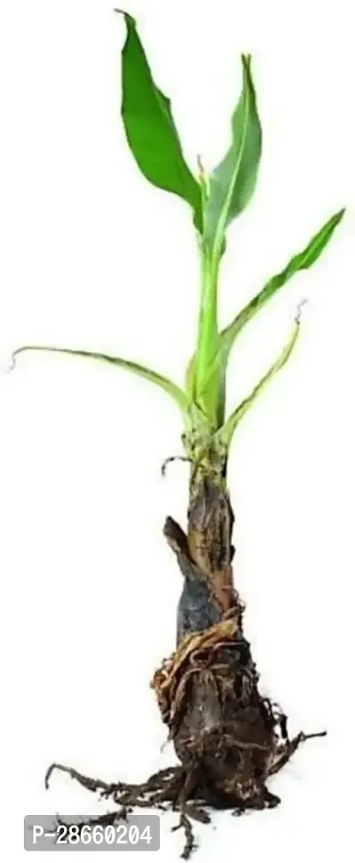 Platone Banana Plant Banana Plant ( African Banana Plant )-thumb0