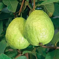 Platone Guava Plant BARAIPUR GUAVA PLANT-24-thumb1