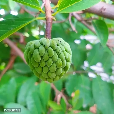 Platone Custard Apple Plant Custard Apple Live Plant Disha-2008213-thumb0