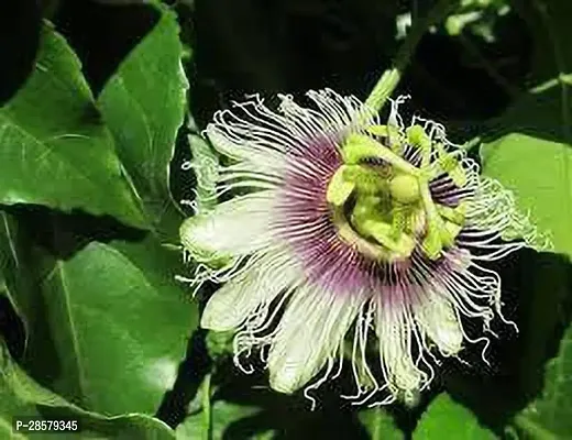 Platone Passion Plant Passion fruit