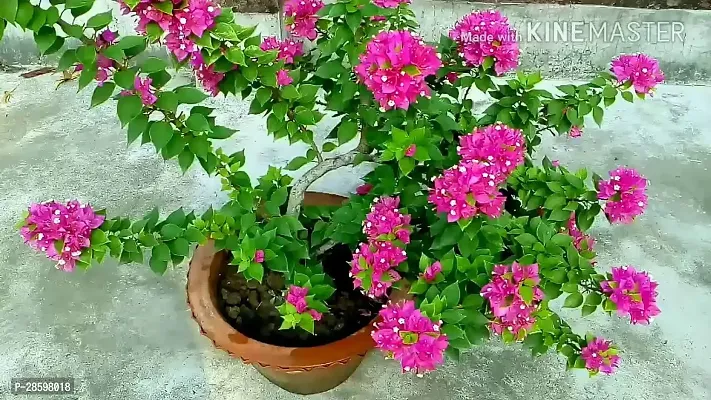 Platone ZZ Plant Bougainvillea plant 202-thumb2