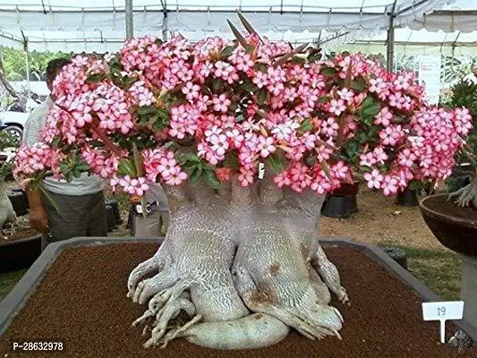 Platone Adenium Plant ADENIUM14-thumb0