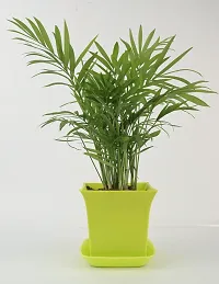 Platone Areca Palm chamaedorea plant with light green square pot-thumb2