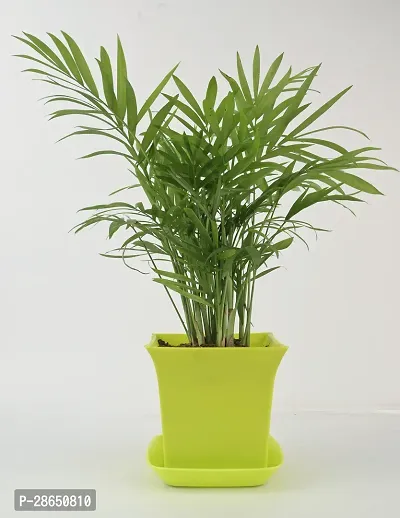 Platone Areca Palm chamaedorea plant with light green square pot-thumb3